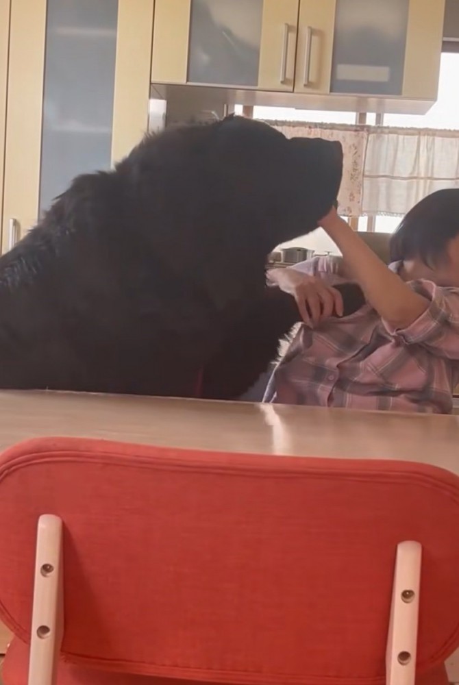 お母さんと真っ黒の超大型犬10