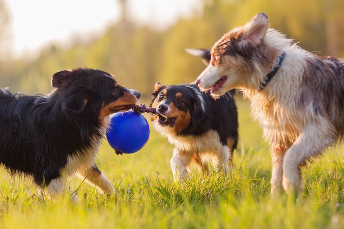 興奮する犬