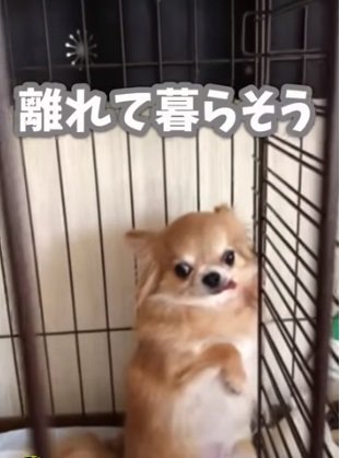 不安そうなぺこちゃん