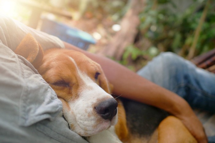 飼い主に抱かれて眠る犬