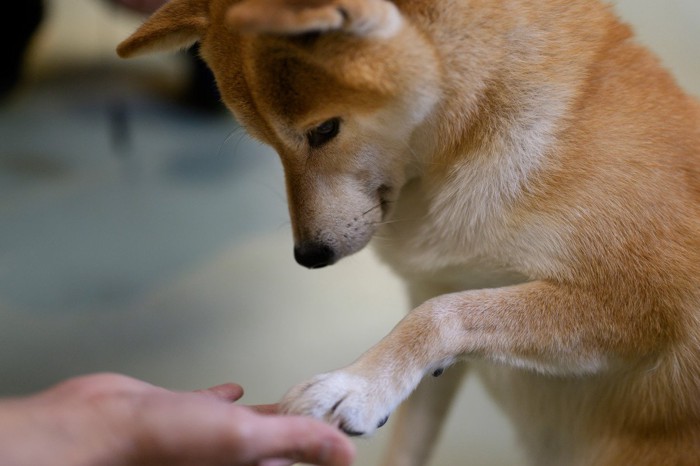 手をのせる柴犬