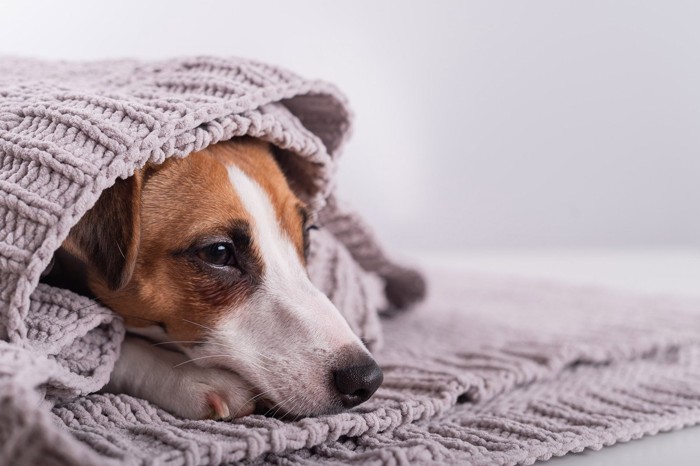 不安そうな犬