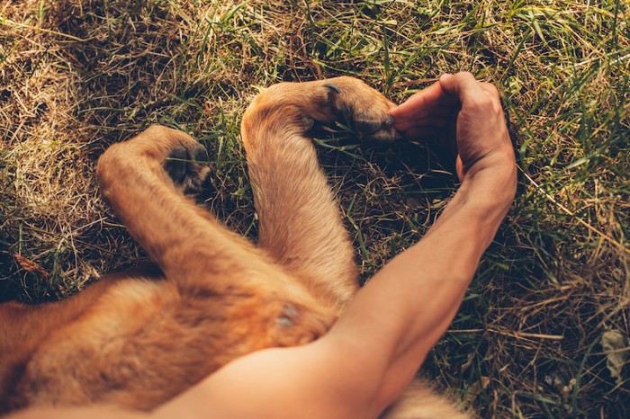 犬と人の手で作ったハート形