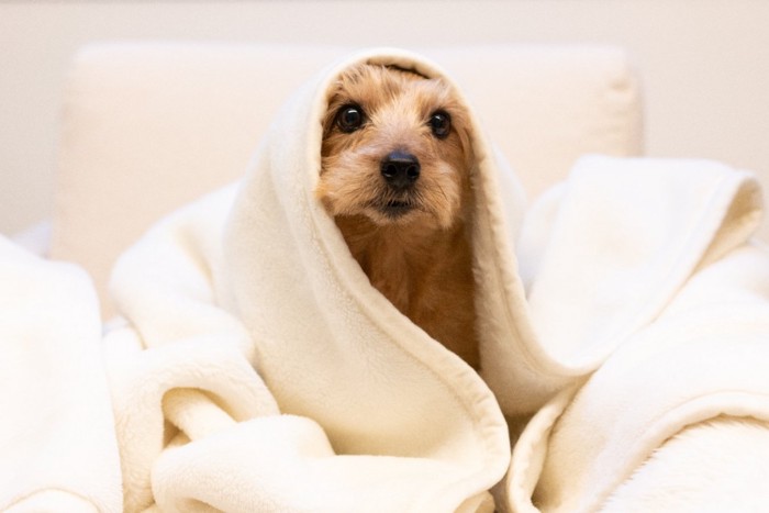 毛布に包まる犬