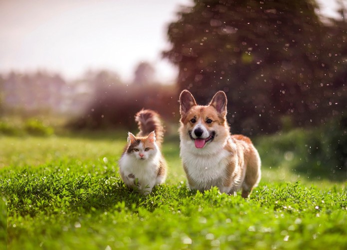 屋外で遊ぶ犬と猫