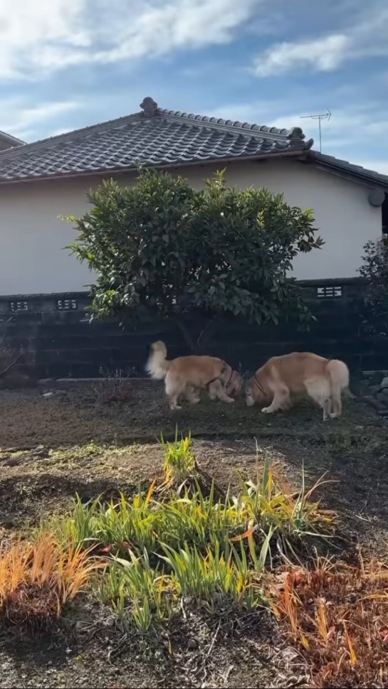 木のしたで土を嗅ぐゴールデンレトリバー2匹