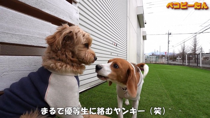 ポピーくんに絡むペコちゃん