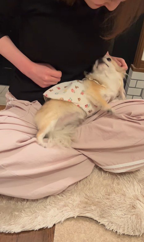 こはくちゃんとお姉ちゃんの再会5