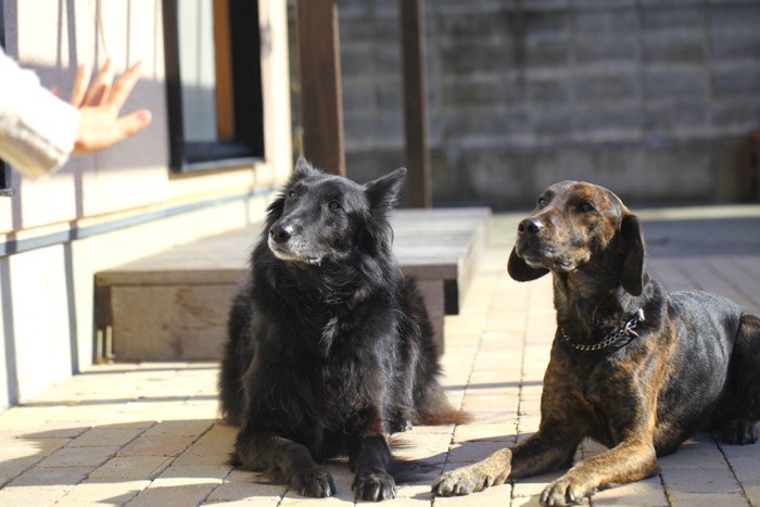 フセをする犬たち