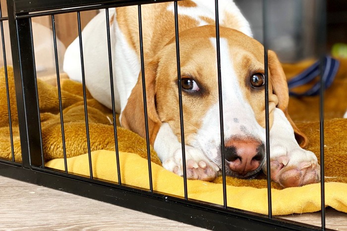 ケージの中でブランケットで安心する犬