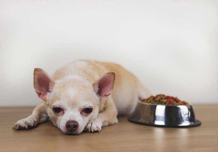 えさを食べたくなさそうな犬