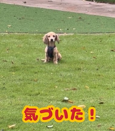 飼い主の存在に気付くカニヘンダックスフンド