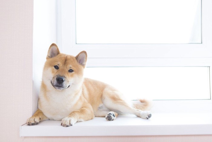 窓辺でくつろぐ柴犬