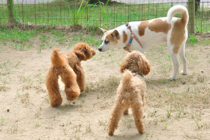 .コミュニケーションを取る3頭の犬