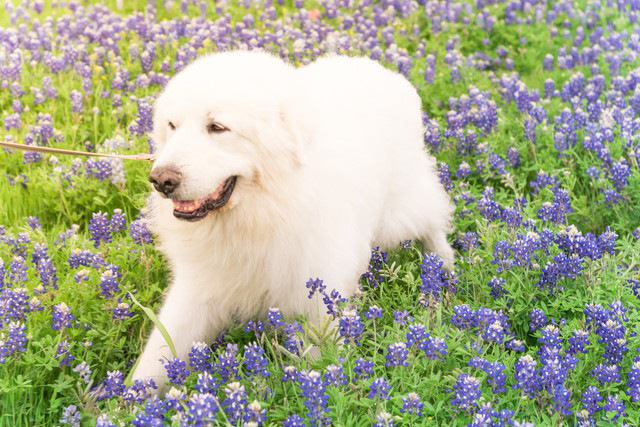 紫の花の中にいるグレートピレニーズ