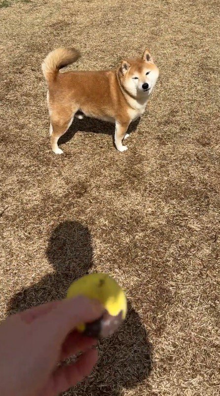 犬に向かってボールを投げようとする飼い主
