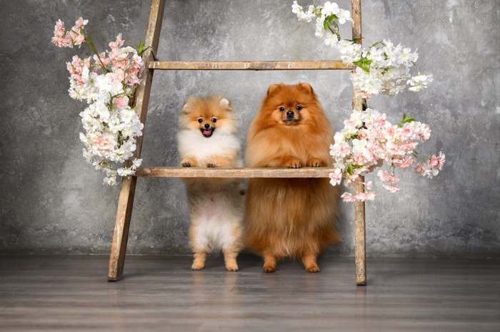 飾り枠に足をかけて立つ子犬と成犬のポメラニアン