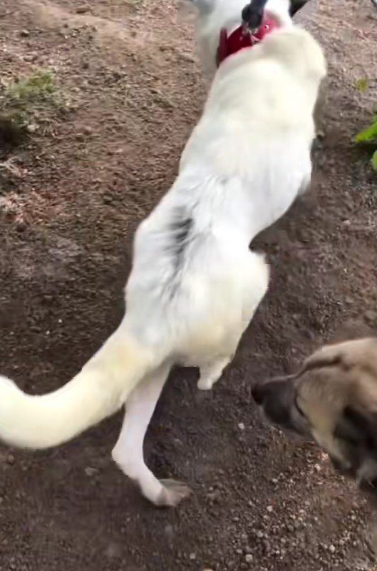 飼い主さんと二人三脚で…