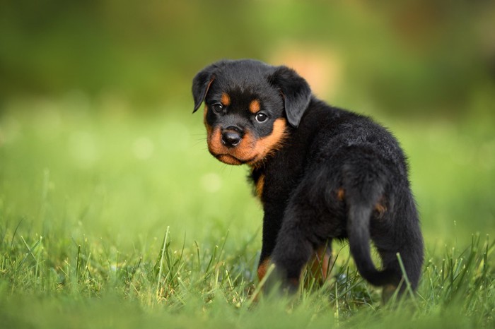 振り向く子犬