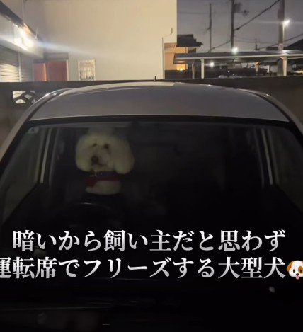 スタンダードプードルのVanillaちゃん