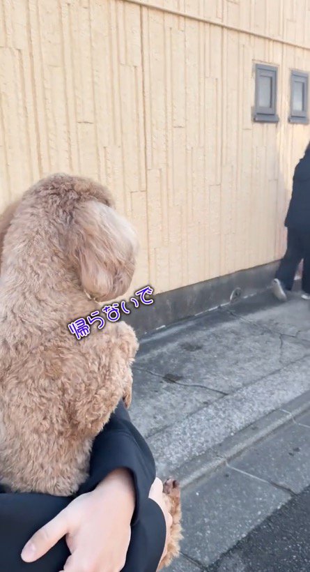 車に向かうおばあちゃんを見つめる犬