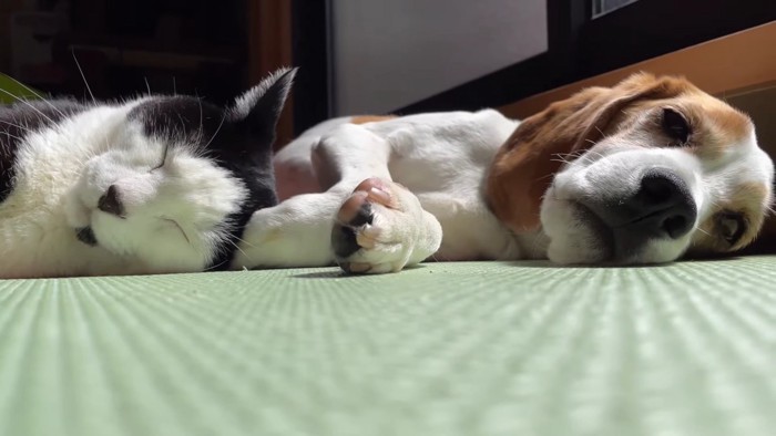 猫と犬のアップ