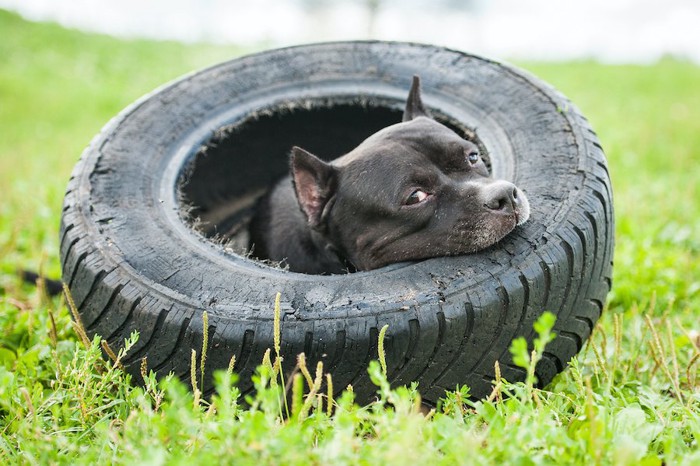 タイヤの中でくつろぐ黒い犬