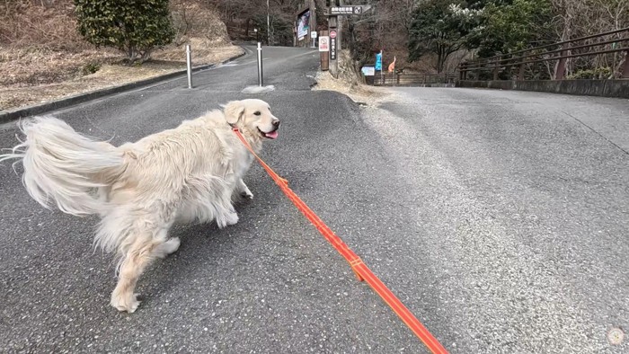 楽しそうにお散歩中♪