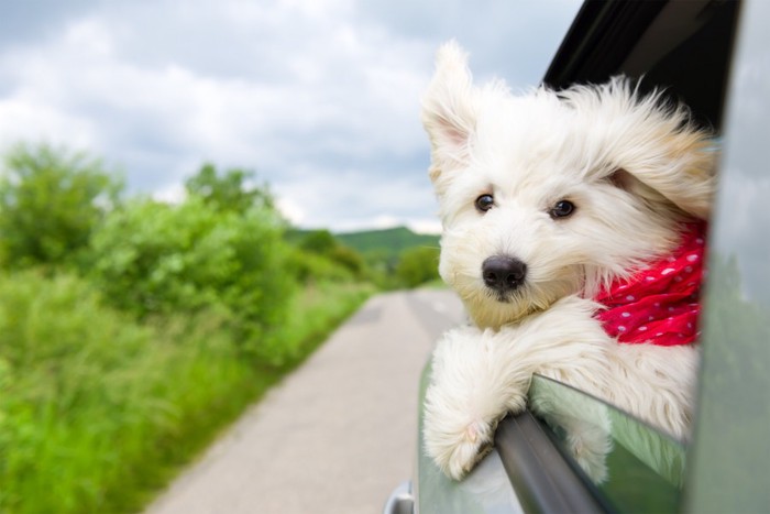 車から顔を出す犬