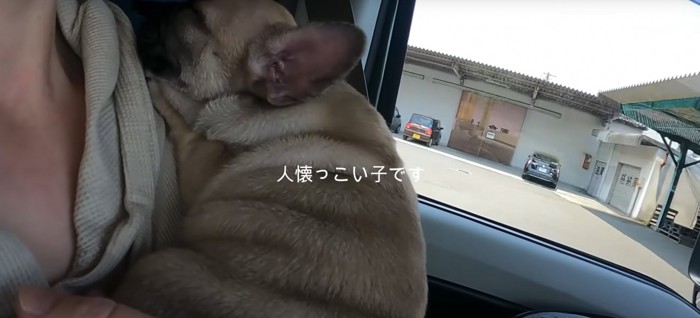 抱っこされて寝ている子犬