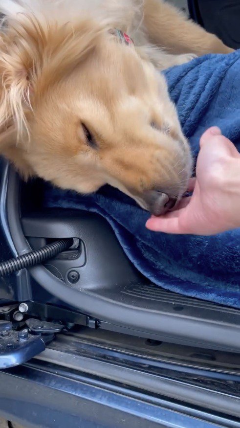 犬の顔に手を寄せる飼い主