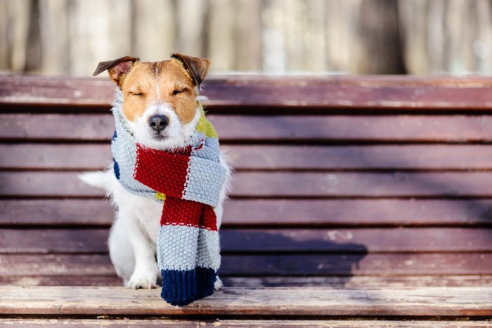 マフラーを巻いた犬