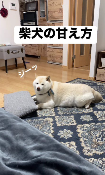 ジーッと飼い主さんを見つめる