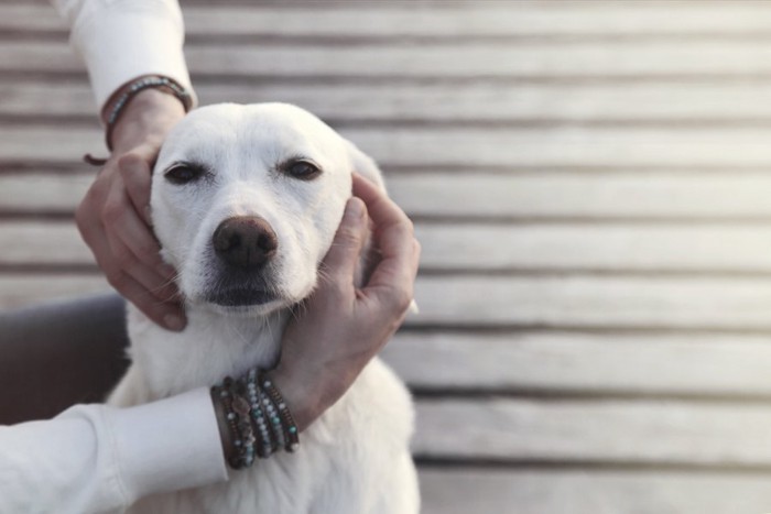 人に触られている犬