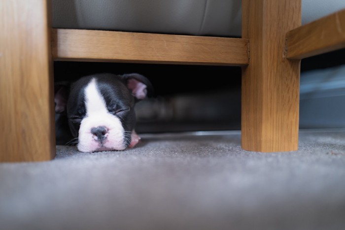 家具の下で眠る子犬