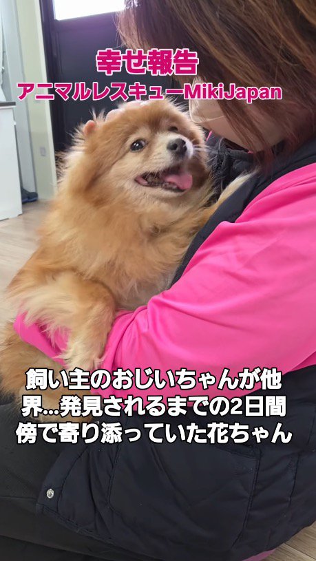 笑顔で女性の顔を見つめる犬