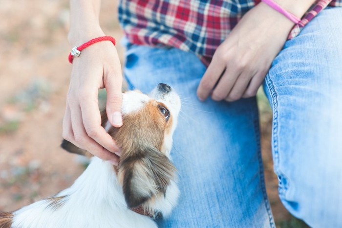 しゃがんだ人に近づいて撫でられている犬