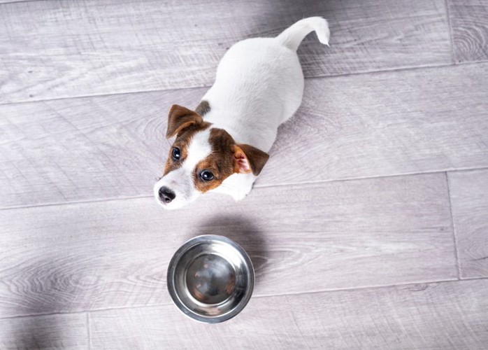 お皿の前でお座りする犬