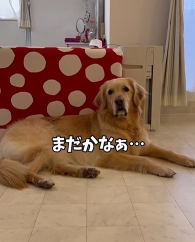 リビングに寝そべるゴールデンレトリバー