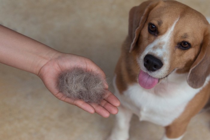 犬の抜け毛