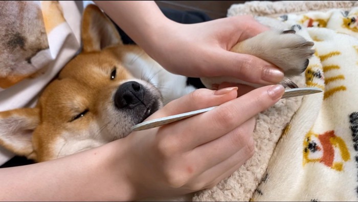 飼い主に爪ヤスリで爪を磨かれる犬