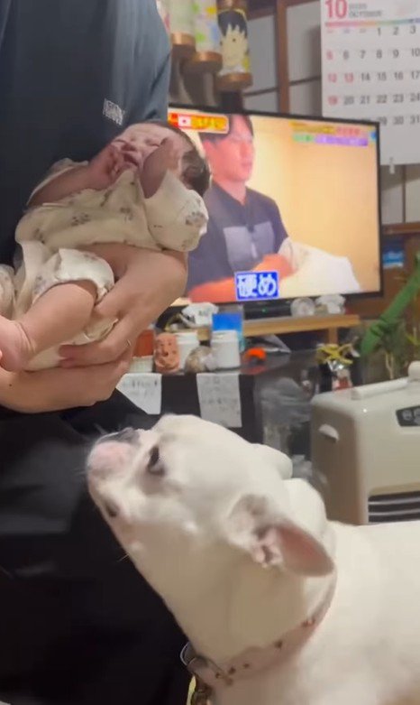 コロちゃんと赤ちゃんの初対面3