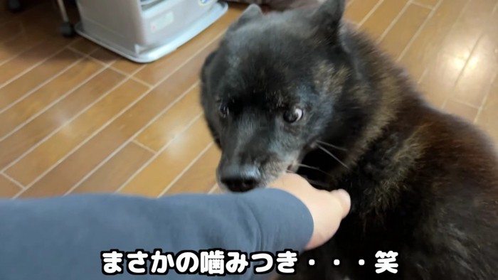 思わずパパをガブリ！