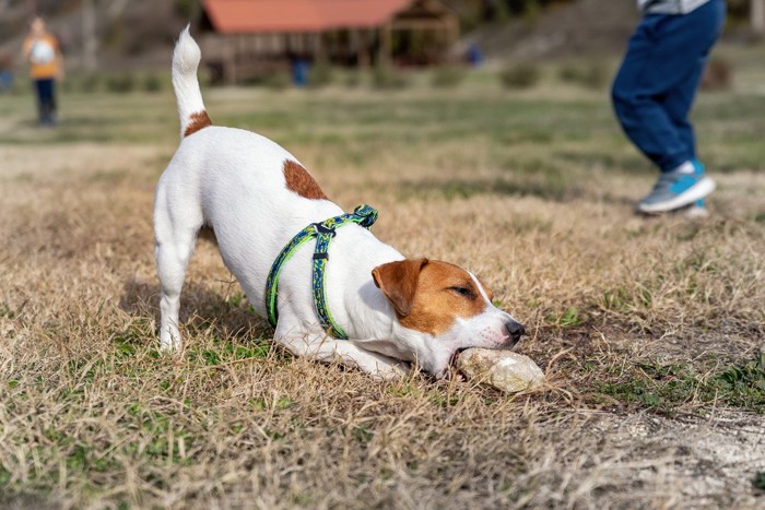 大きな石をくわえようとする犬