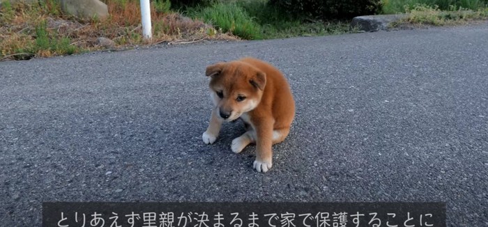 人懐っこい子犬