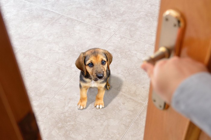 ドアの前に座る寂しそうな子犬