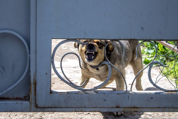 門の向こうで吠える犬