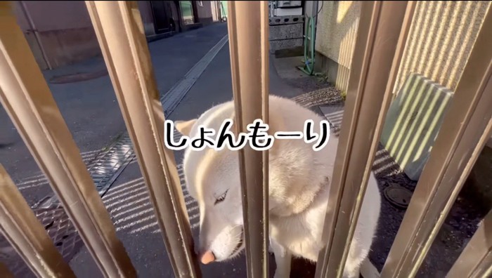 地面を見つめる犬