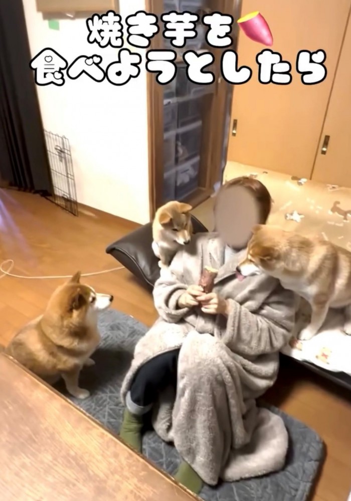 飼い主を囲む3匹の柴犬1