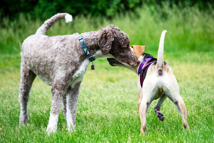 においを嗅ぎ合う犬